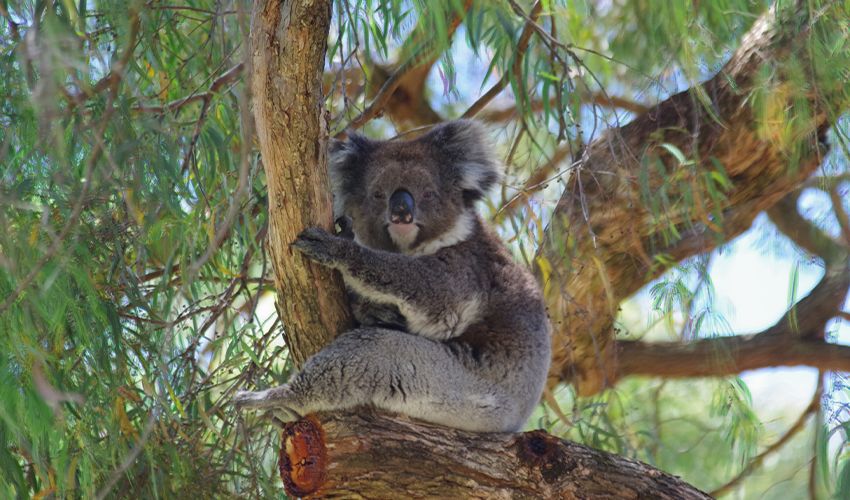 Adelaide 3