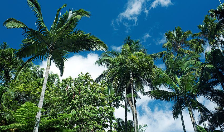 Cairns 1