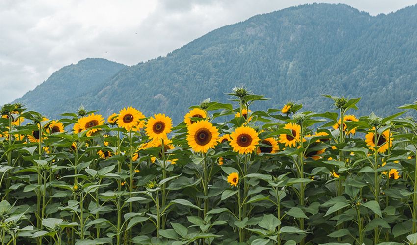 Chilliwack 1