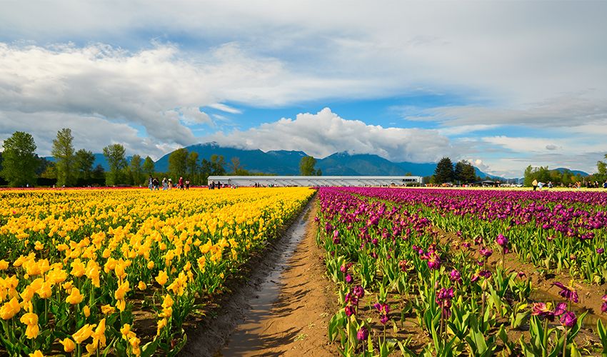 Chilliwack 3
