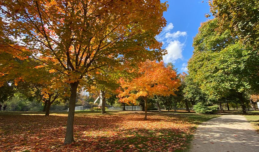 Guelph 3