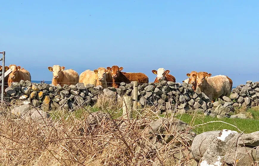High School Irland Vorteile Quer 1