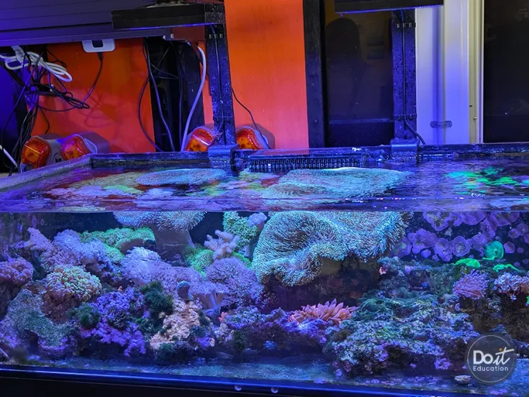 Meridan SHS Aquarium (2)