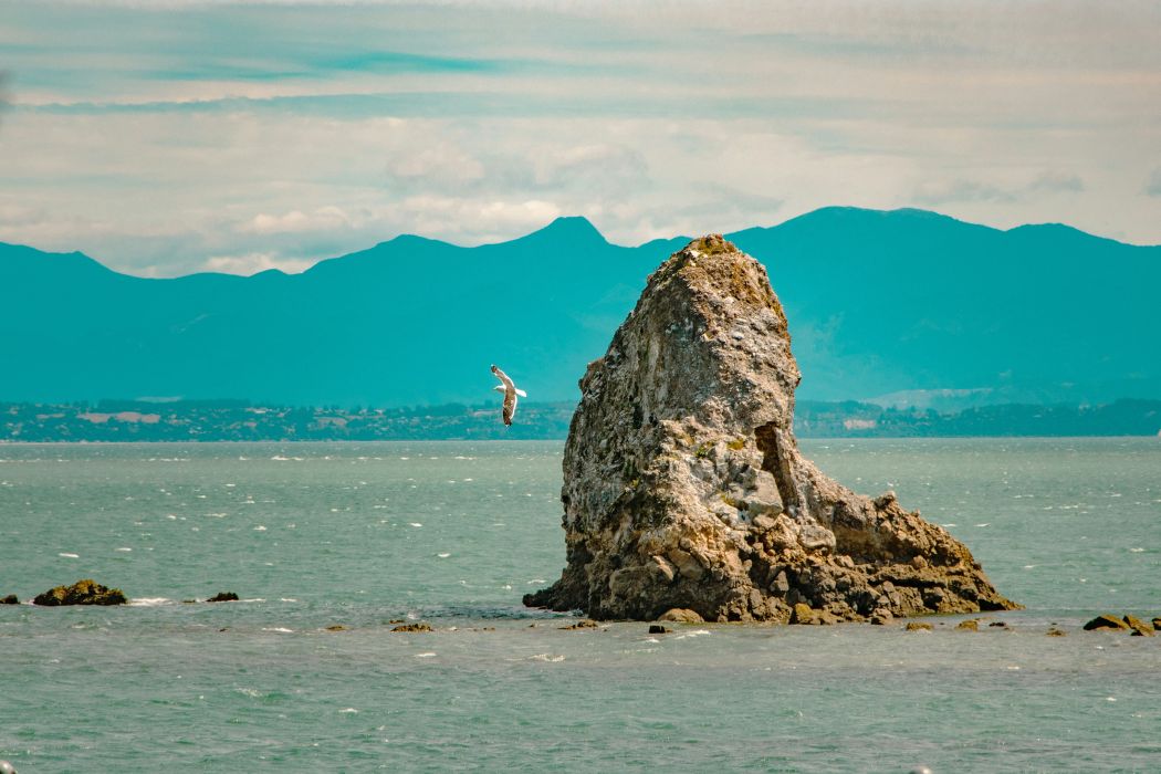 Nelson  (1)