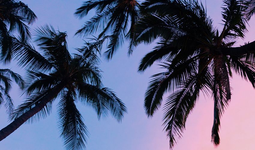 Palm Beach 1