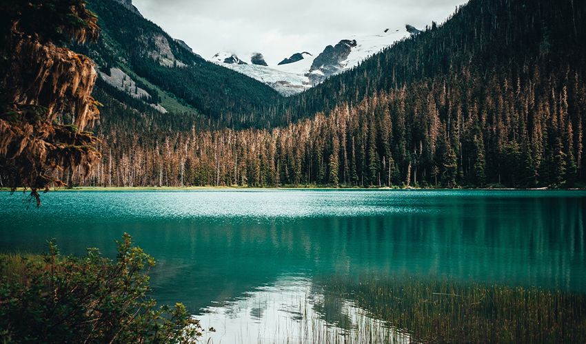 Permberton 4