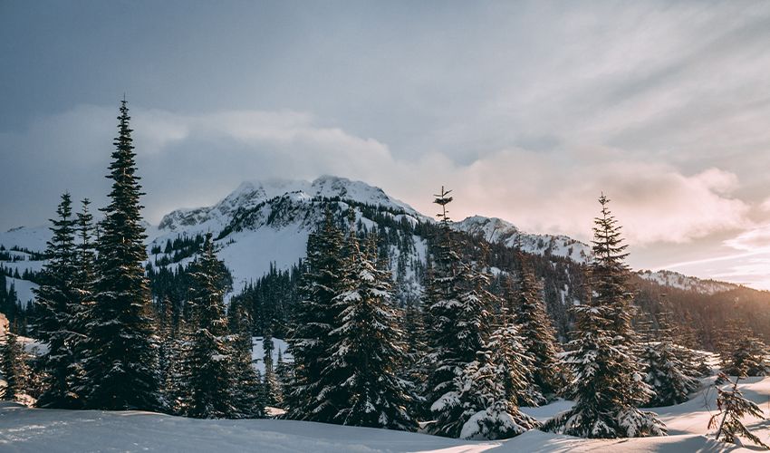 Whistler 3